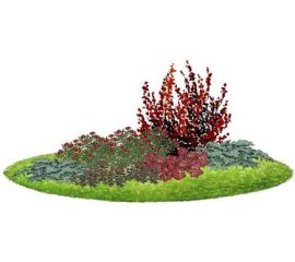 Декоративные кустарники