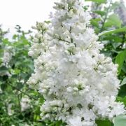 Сирень Памяти Колесникова 0,5л