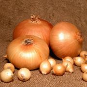 Лук севок ШТУТГАРТЕН РИЗЕН Россия