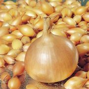 Лук севок СТУРОНРоссия