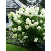 гортензия Геркулес 0,5л