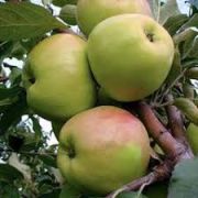 Яблоня Братчуд