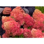 Гортензия КРАСА ЛЕСКОВО ОКС