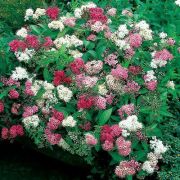 Спирея Гин Пей (Широбана) 3л свежая посадка