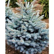 Ель колючая Мисти Блю 2л