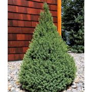 Ель канадская Десембер