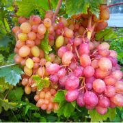 Виноград Румба