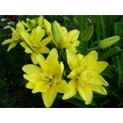 Лилия ФАТА МОРГАНА