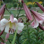 Лилия ИСТЕРН МУН