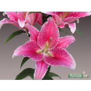 Лилия КРИСТАЛ СТАР