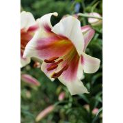 Лилия ПАШШН МУН