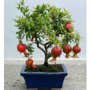 Гранат миниатюрный