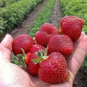 Дали  (0.2л) весна 26