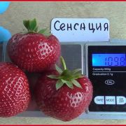 Земляника Сенсация