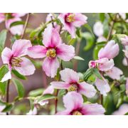 Чубушник Петит Парфюм Пинк, 0,5л