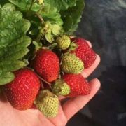 Лакомка (0.2л)  весна 26