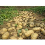 Картофель СЫНОК белый  МЕРИСТЕМА ( 1 клубень)