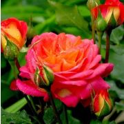 Мидсаммер (Midsummer)