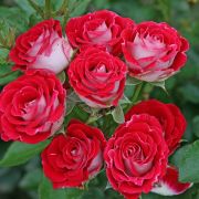 Шон коблицерин (Schöne Koblenzerin)