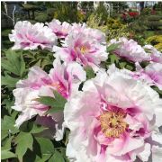 ПИОН древовидный Нефритовый цветок