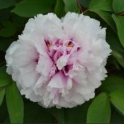 ПИОН древовидный Песиковый цвет