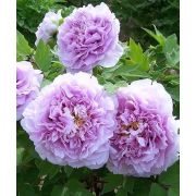 ПИОН древовидный Песня дождя