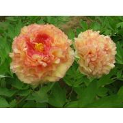 ПИОН древовидный Кинко