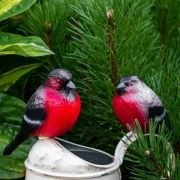 Снегири пара