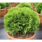 Туя Даника 0,5л