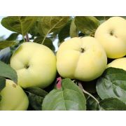 ЯБЛОНЯ Папировка янтарная