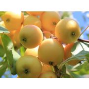 Яблоня Уральская наливная