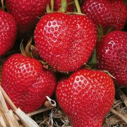 Кент (0,2л) весна 26