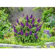 Будлея Давида	Баттерфляй Канди литл пурпл 0,5л