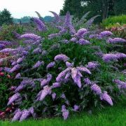 Будлея Давида	Нано Блю 0,5л