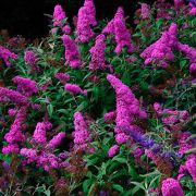 Будлея Давида Нано Пурпл 0,5л