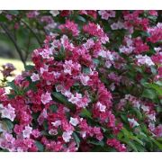 Вейгела Маджори 0,5л