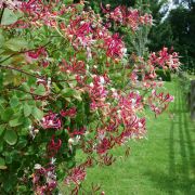 Жимолость вьющаяся	Серотина 0,5л