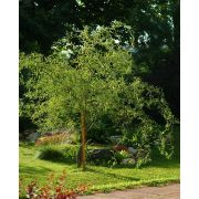 Ива	Свердловская  извилистая 0,5л