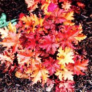 Гейхера Зиппер 0,5л