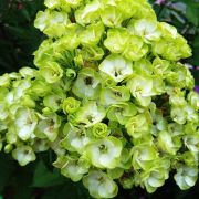 Флокс метельчатый Бабье лето 0,5л июнь 26