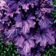 Гейхера Фореве Пурпл 0,5