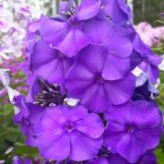 Флокс метельчатый Никольский 0,5л июнь 26