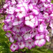 Флокс метельчатый Свит Саммер Фэнтези 0,5л