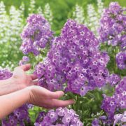 Флокс метельчатый Голиаф 0,5л