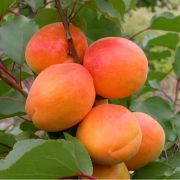 АБРИКОС Триумф Севера