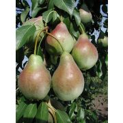 ГРУША Аллегро