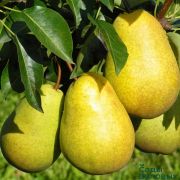 ГРУША Чижевская