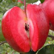 ЯБЛОНЯ Редлав Сиера  ( красномясая) ЗКС 4л