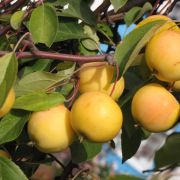 Яблоня Уральская наливная