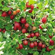 Крыжовник Розовый Р9